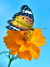 Butterfly on yellow flower