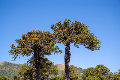 Low angle view of pine tree against clear blue sky