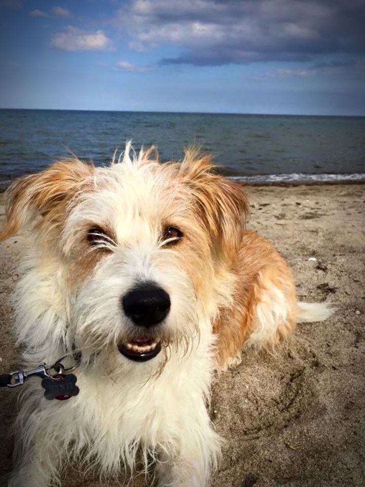 dog, pets, one animal, sea, animal themes, domestic animals, looking at camera, mammal, portrait, beach, sky, no people, outdoors, horizon over water, nature, scenics, water, close-up, day