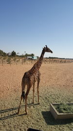 Side view of horse standing on sand against clear sky