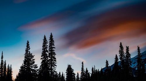 Low angle view of pine trees against sky