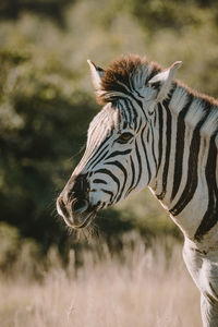 Close-up of zebra