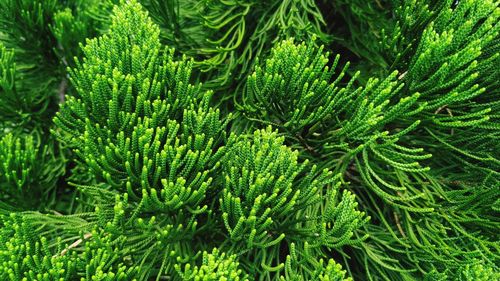 Close-up of green leaves