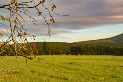 Scenic view of field against sky