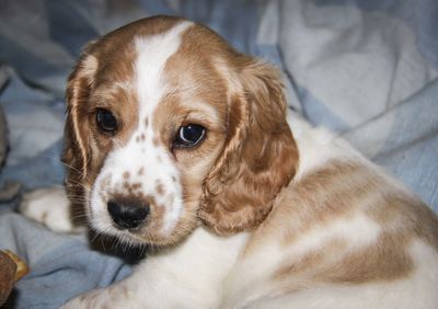 Close-up portrait of puppy on bed