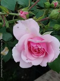 Close-up of pink rose