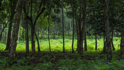 Trees in forest