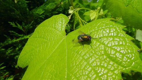 Close-up of insect on leaf