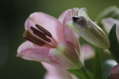 Close-up of pink tulip