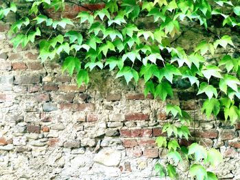 Close-up of plant growing on brick wall