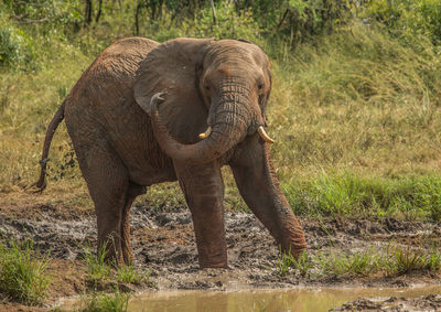 Elephant in a field