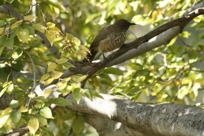 Low angle view of bird perching on tree