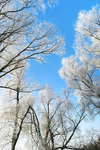 Low angle view of trees against blue sky