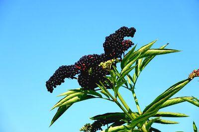 Low angle view of flowering plant against clear blue sky