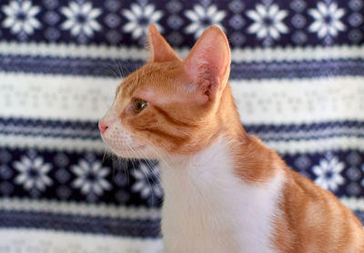 Close-up of a cat looking away
