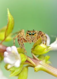 Close-up of insect on plant