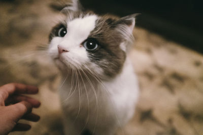 Close-up of a cat