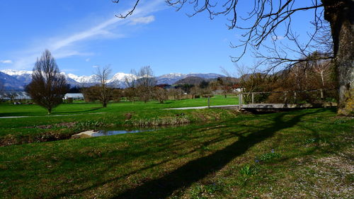 Scenic view of grassy field against sky