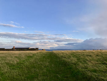 Scenic view of wheat field against sky