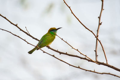 Bird perching on branch