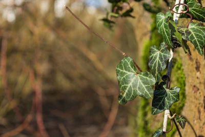 Close-up of berries growing on plant