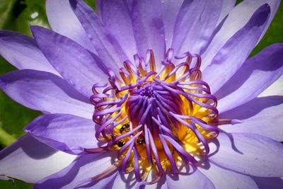 Close-up of purple flower