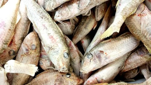 Full frame shot of fish for sale in market