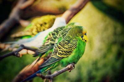 Close-up of parrot perching on branch