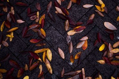 Full frame shot of autumn leaves on footpath