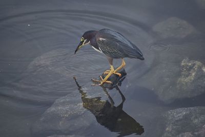 Least bittern ixobrychus exilis or green heron butorides virescens  puerto vallarta