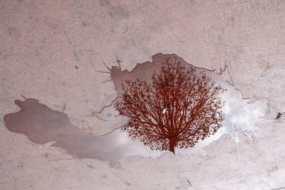 Close-up of dried plant on snow covered land