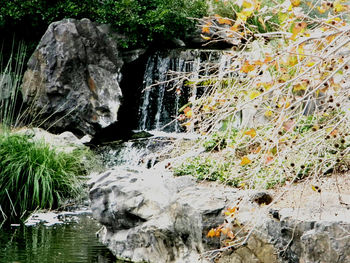 Plants growing by river in forest