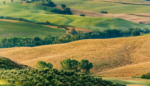 Scenic view of field against trees