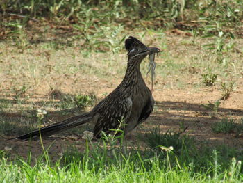 Side view of bird on land