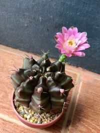 High angle view of flower on table