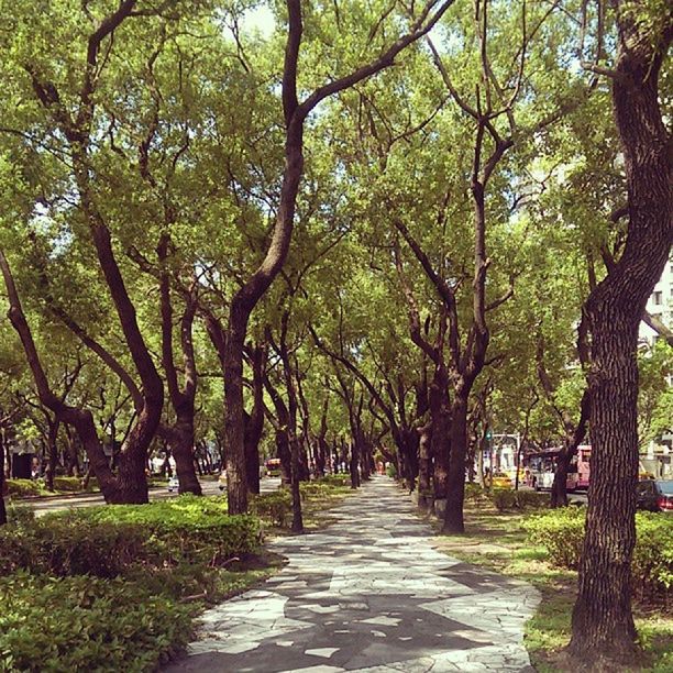 tree, the way forward, growth, tranquility, diminishing perspective, green color, branch, footpath, tree trunk, treelined, nature, vanishing point, tranquil scene, beauty in nature, narrow, pathway, walkway, road, transportation, empty