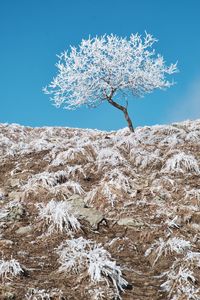Frozen plant against sky