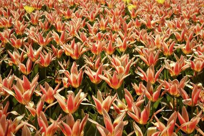 Full frame shot of tulips growing on field