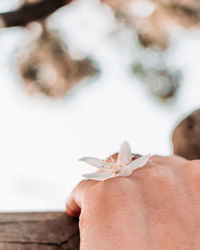 Close-up of hand holding white flower