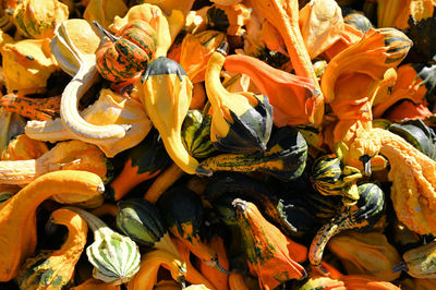 High angle view of orange flowering plants at market