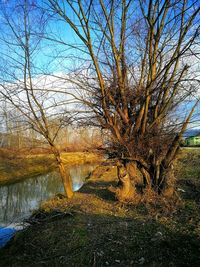 Close-up of tree reflection in water