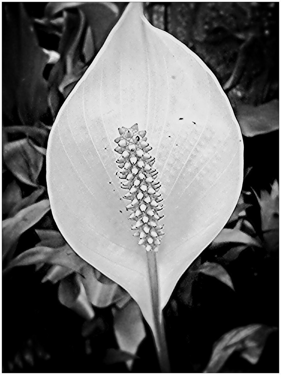 transfer print, close-up, focus on foreground, auto post production filter, fragility, growth, flower, nature, plant, beauty in nature, leaf, freshness, day, petal, flower head, selective focus, no people, outdoors, white color, natural pattern