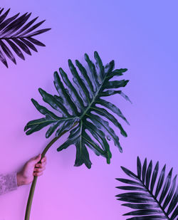 Close-up of hand holding palm leaf against colored background