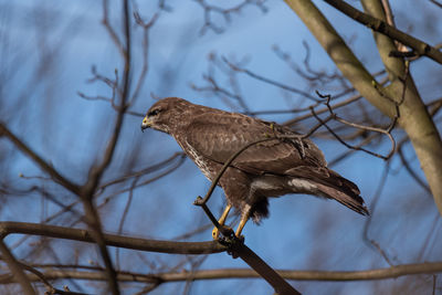 Low angle view of bird perching on branch