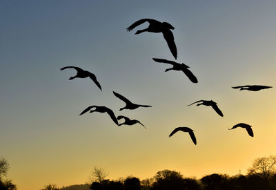 Low angle view of silhouette birds flying against sky