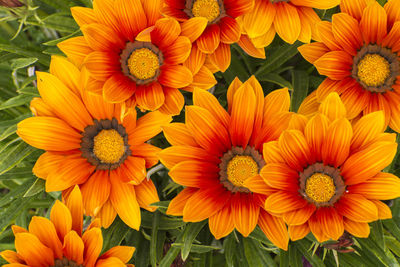 High angle view of orange flowers