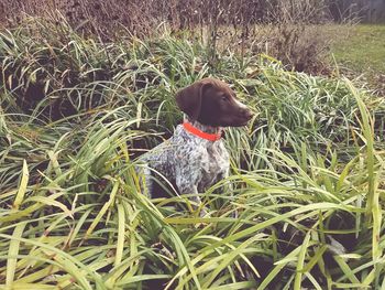 Dog sitting on field