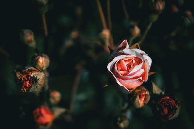 Close-up of rose against blurred background