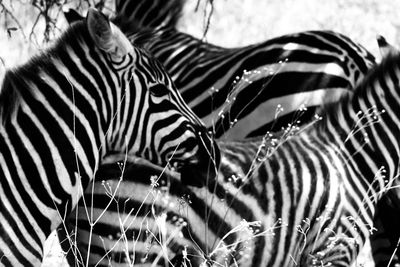 Close-up of zebra
