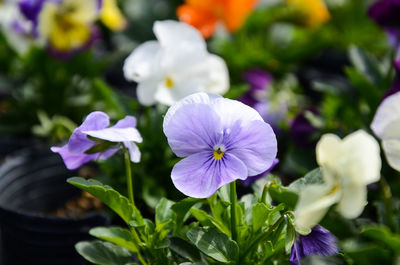 Close-up of purple flowering plant